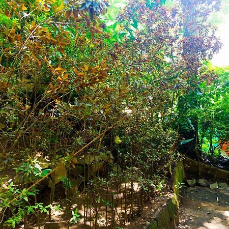 Jungle Face Inn Ела Екстериор снимка
