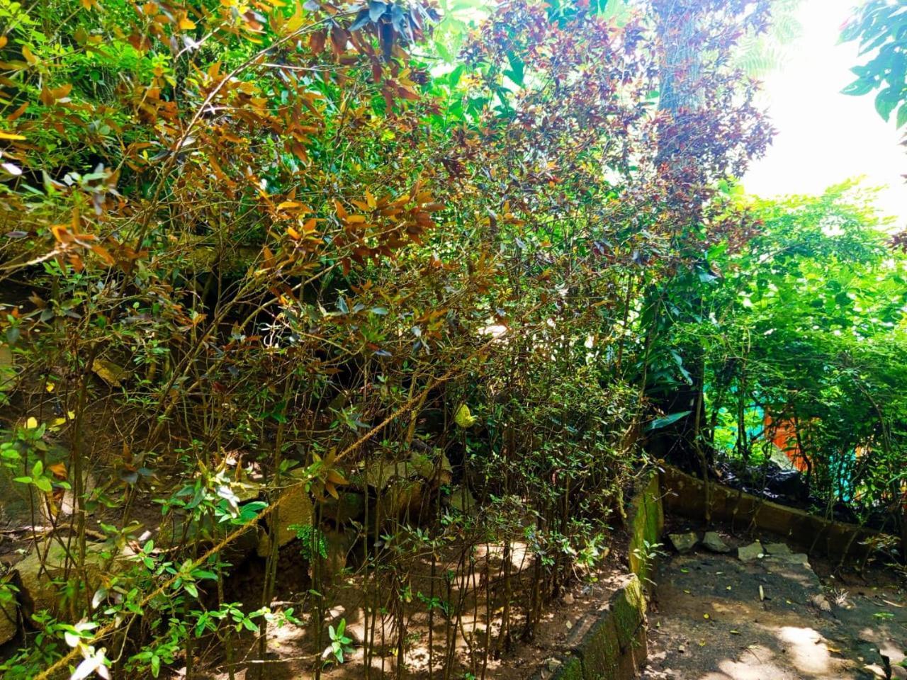 Jungle Face Inn Ела Екстериор снимка