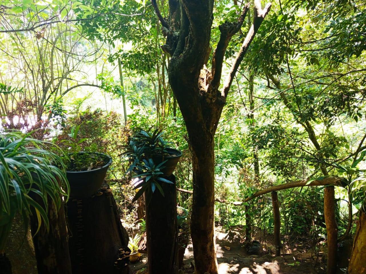 Jungle Face Inn Ела Екстериор снимка