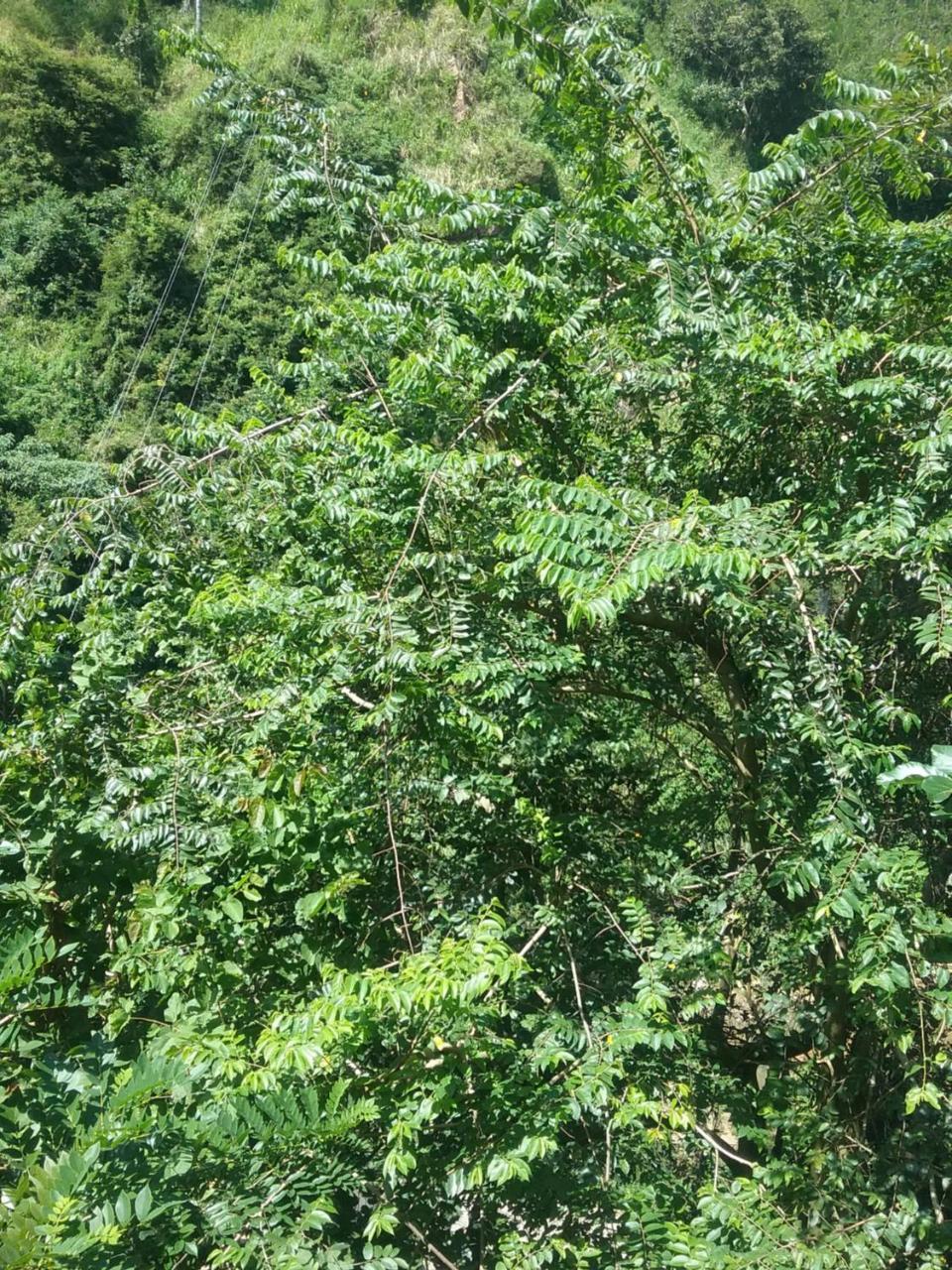 Jungle Face Inn Ела Екстериор снимка